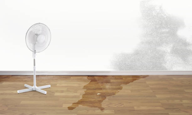 Best Carpet water damage restoration  in Palm Shores, FL